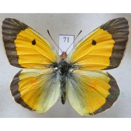 Colias croceus (Geoffroy, 1785) male Szlaczkoń sylwetnik Czech71